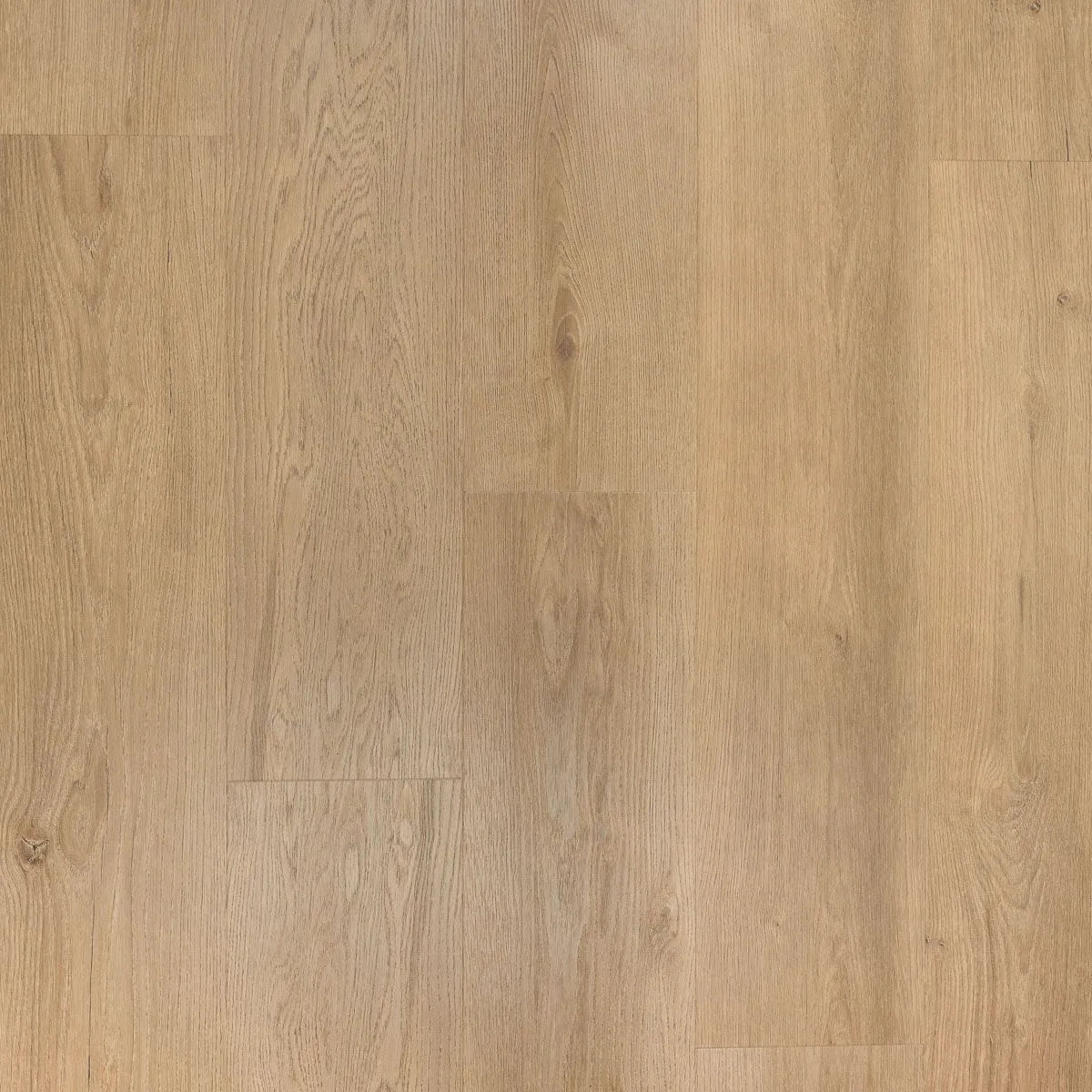 Douwes Dekker - Ambitieus Gemberkoek Dryback Plank (Plak)